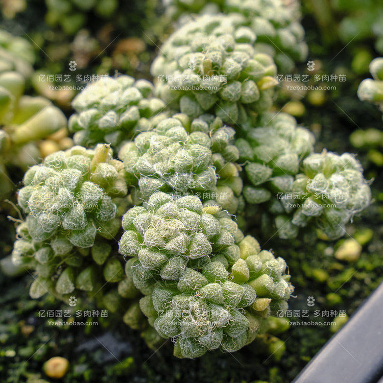 花吹雪 anacampseros tomentosa 多肉植物 马齿苋科回欢草属