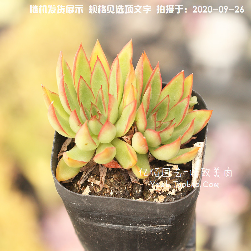 天箭座 多肉植物