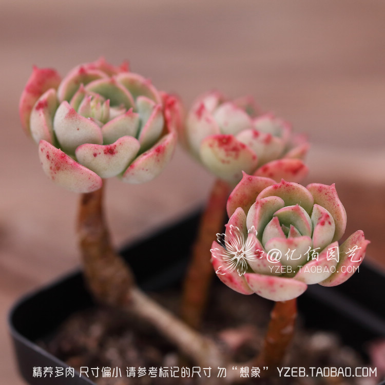 尼克莎娜 妮可莎娜 多肉植物