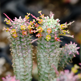 白桦麒麟  大戟科 多肉植物 麒麟锦