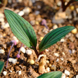 Drimiopsis sp. nov. 油点百合球根多肉植物  西瓜纹 波浪叶 稀有