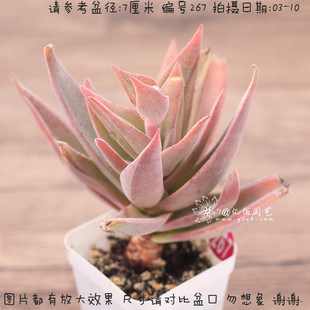 办公室盆栽 阿尔巴神刀 多肉植物