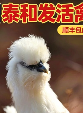 发活禽 正宗原种泰和乌鸡75天走地鸡6两至8两 京东包邮包路损到家