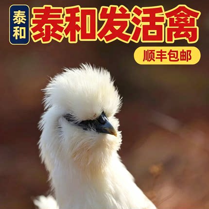 发活禽 正宗原种泰和乌鸡75天走地鸡6两至8两 京东包邮包路损到家