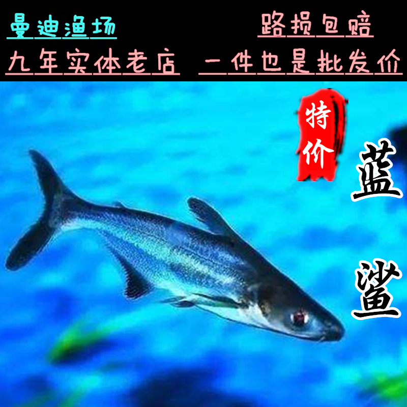 热带鱼观赏鱼大型鱼淡水鱼水族宠物鱼白化蓝鲨活体鱼鲨鱼大白鲨25