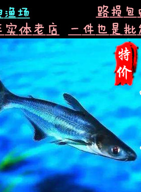 热带鱼观赏鱼大型鱼淡水鱼水族宠物鱼白化蓝鲨活体鱼鲨鱼大白鲨25