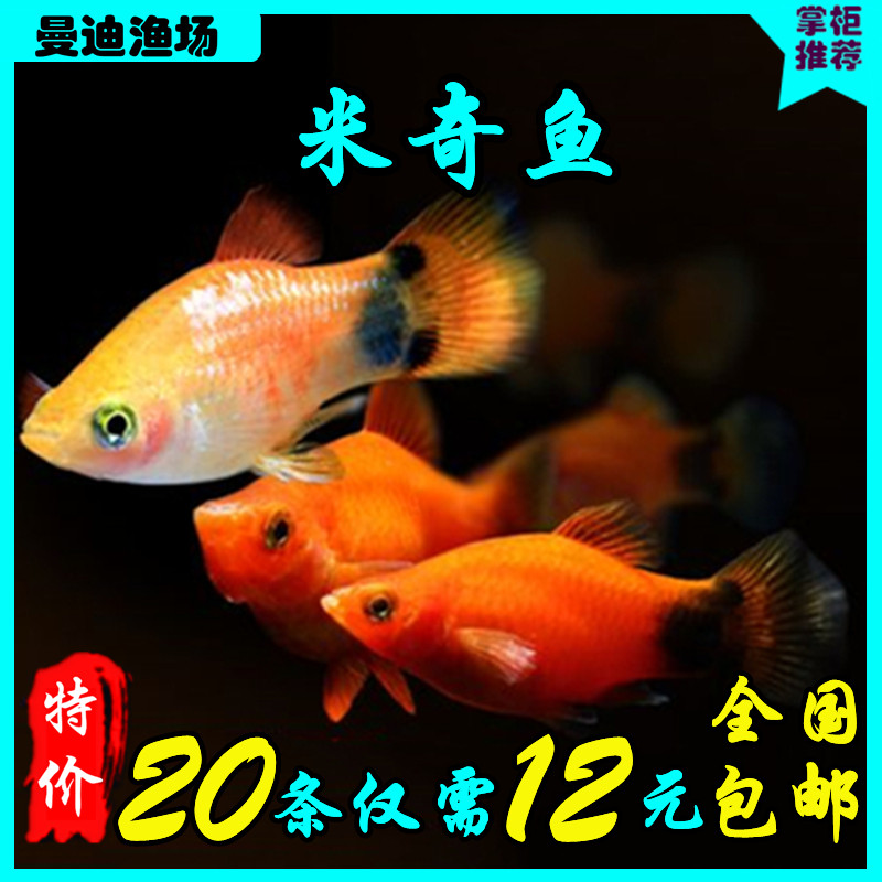 群游小鱼活体米奇鱼胎生鱼观赏鱼下崽狂魔鱼热带小型金米奇怀孕鱼