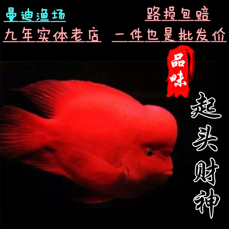 精品起头鹦鹉鱼红寿星金刚风水鱼招财鱼红财神血鹦鹉鱼观赏鱼活体图片