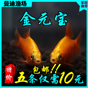 金元宝鱼灯科鱼热带鱼观赏鱼活体包活金龙鱼活体金鱼观赏10元特价