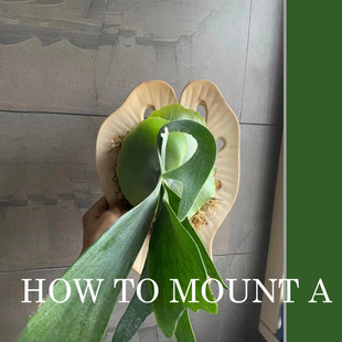 耐腐可储水透气陶板鹿角蕨专用陶板挂板定植板蝴蝶兰种植板石斛板