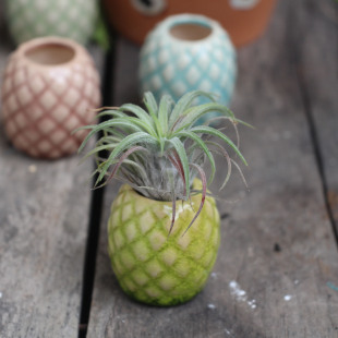 包邮 空气凤梨支架陶瓷风铃挂件个性 空气凤梨吊盆花园饰品挂件99元