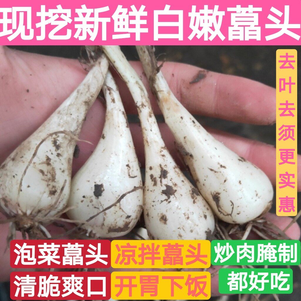 荞头2026年新鲜嫩茭头四川重庆现挖藠头去叶去须荞头做泡菜头
