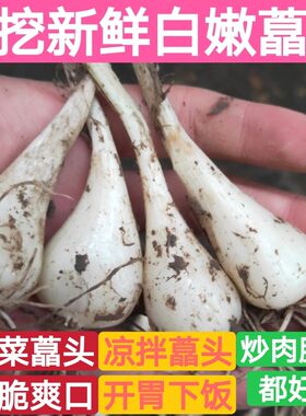 荞头2026年新鲜嫩茭头四川重庆现挖藠头去叶去须荞头做泡菜头