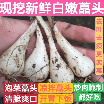 荞头2026年新鲜嫩茭头四川重庆现挖藠头去叶去须荞头做泡菜头