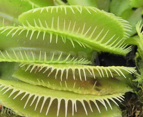 捕蝇草盆栽 食虫植物-集群陷阱捕蝇草 Dionaea Cluster trap高端