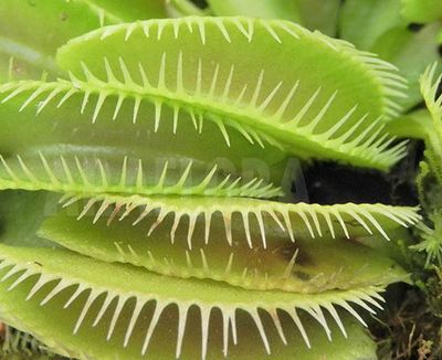 食虫植物捕蝇草盆栽陷阱高端
