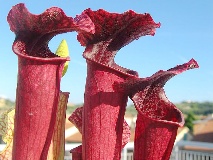 盆栽 食虫植物－红颈瓶子草,鲜花速递/花卉仿真/绿植园艺,食虫植物,淘宝优惠券,粉丝福利购,淘宝优惠卷