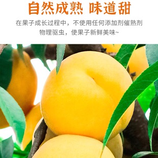 【福建特产】建宁锦绣黄桃/现场采摘/香脆口感/酸甜可口/10斤装