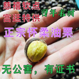 百年老树怀柔油栗2025新货农家鲜板栗食用农产品香甜好吃栗子