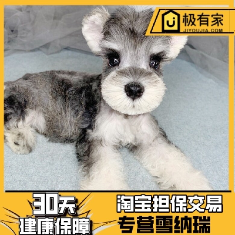 迷你雪纳瑞幼犬活体黑银浅椒盐白色宠物狗狗小体米奇耳小型犬1057