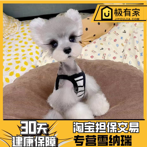 雪纳瑞幼犬不掉毛传染病包30天