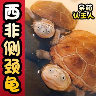 西非侧颈龟沼泽侧颈龟鱼缸深水龟
