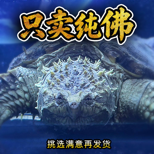 纯正佛鳄龟正宗野后原种一代苗凶猛粗刺头大爆刺幼苗王霸气玄武龟