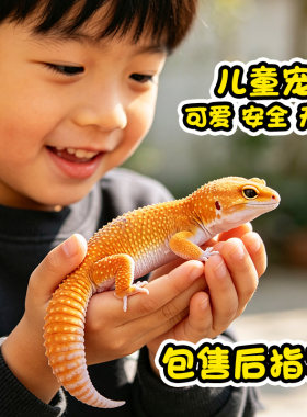 豹纹守宫 小蜥蜴 爬宠壁虎儿童宠物 新手入门级 易养温顺无毒