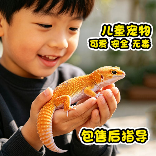 豹纹守宫 小蜥蜴 爬宠壁虎儿童宠物 新手入门级 易养温顺无毒