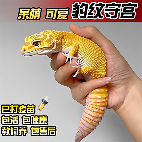 豹纹守宫宠物小蜥蜴爬宠
