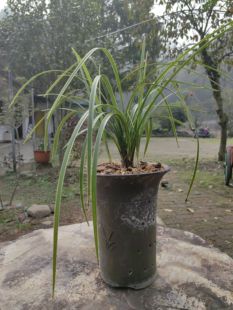 兰花大别山惠兰银边花叶双艺观赏花卉芳香自然养