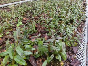 安徽省霍山县铁皮石斛苗可观花可食用可绿化