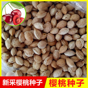 樱花树种子价格 樱花树种子图片 星期三