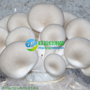 食用菌 菌种 二级种 广温秀珍菇新品种 平菇姬菇【秀珍880】原种