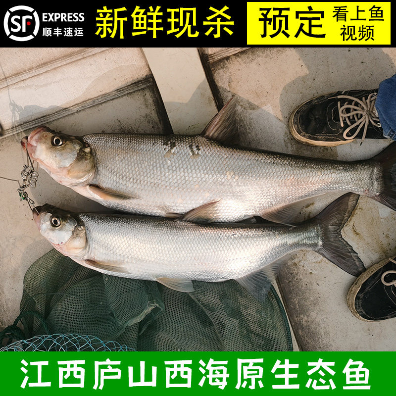 江西庐山西海原生态新鲜翘嘴鱼