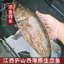 庐山西海野钓原生态鳜鱼鲜活现杀桂鱼正宗野外生长真空顺丰食用