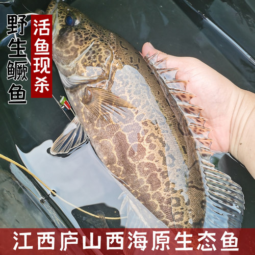 庐山西海野钓原生态鳜鱼