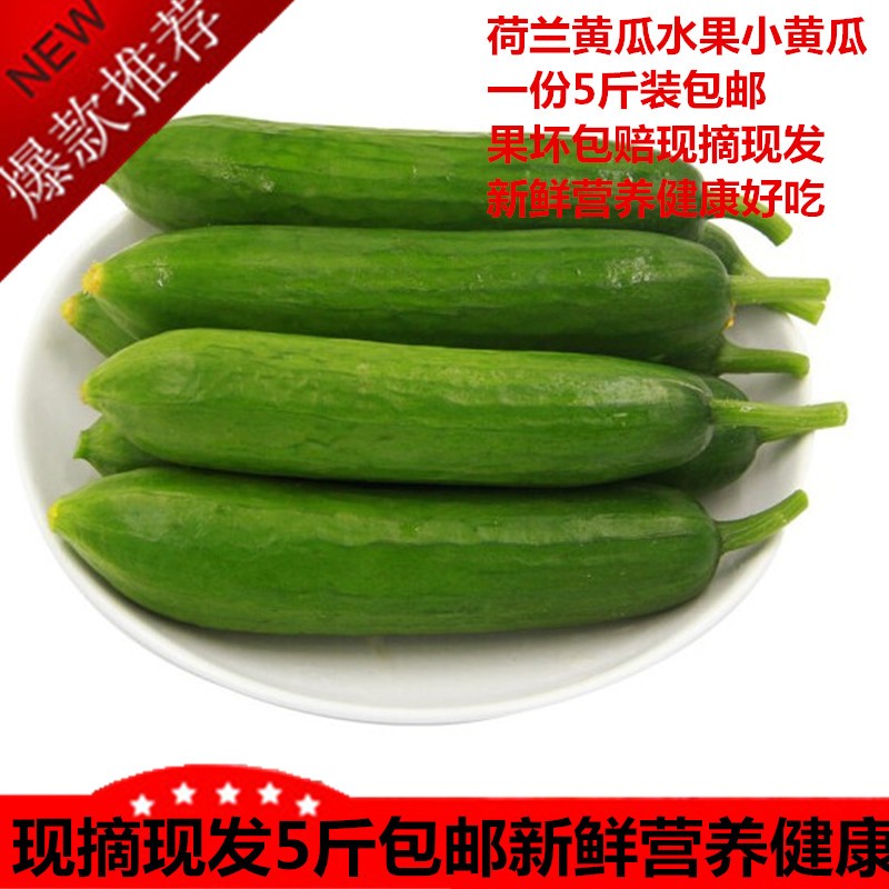 丹东特产水果黄瓜 荷兰小黄瓜新鲜旱黄瓜5斤包邮