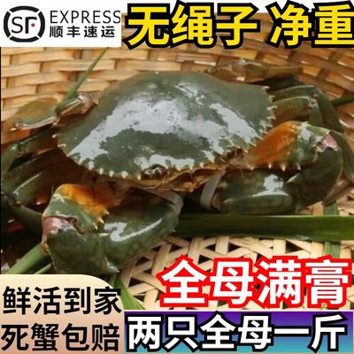 汕头鲜活牛田洋膏蟹野生红膏母蟹海水红鲟蟹母蟹无绳子一斤装2只