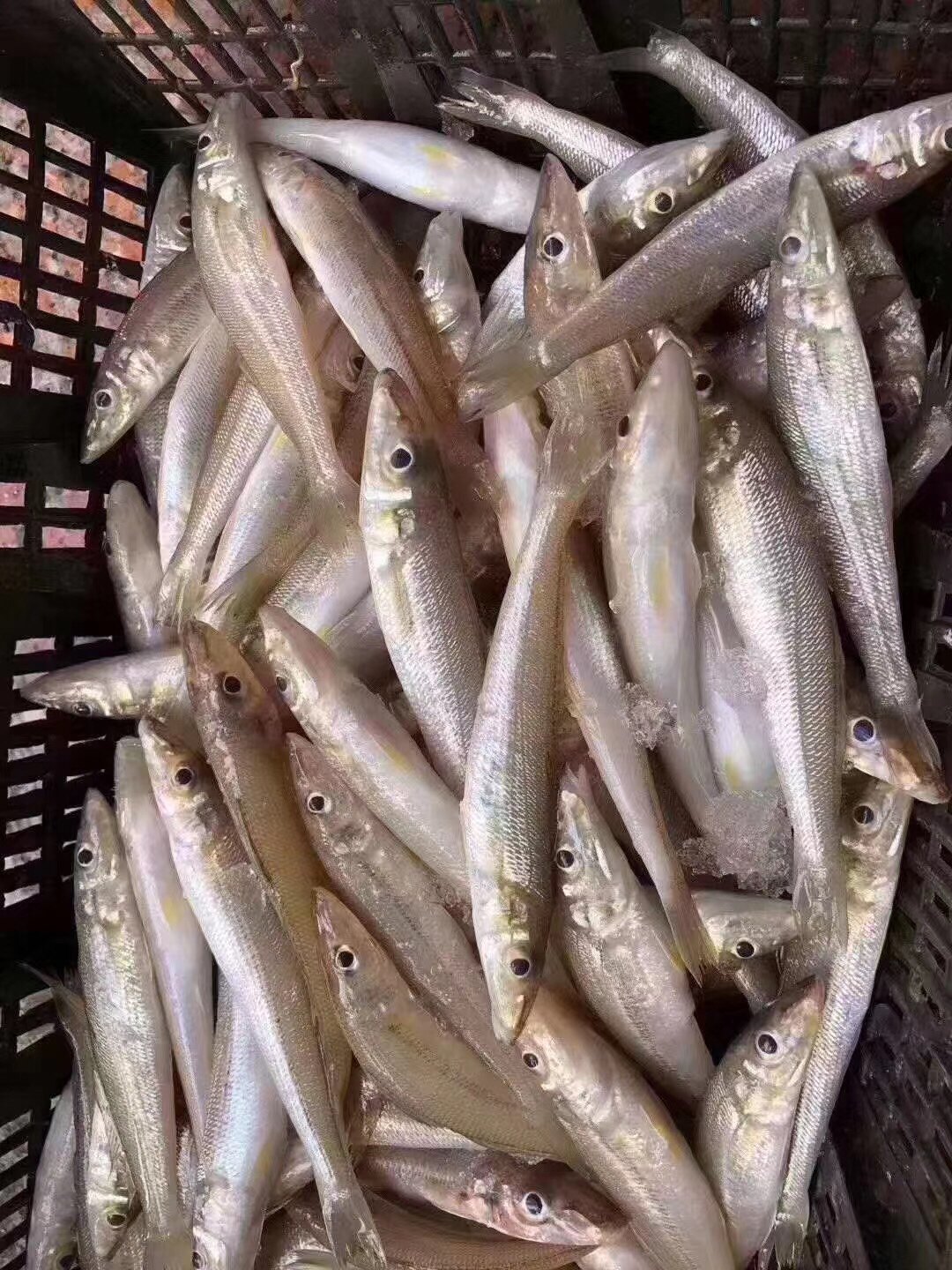 野生海钓沙尖鱼新鲜鲜活当天海捕广东沿海水产深海鱼野生沙尖鱼