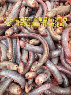 潮汕特产鱼活冻红头调新鲜赤岭鱼红章条鱼活鲜红血鱼野生海鱼500g