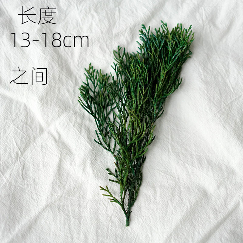 真松柏树枝 柏树枝永生不枯萎 有点黄介意慎拍