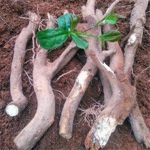 新鲜茶树根 鲜活茶树根 生绿茶根 湿茶叶树根 油茶树根 纯根500g