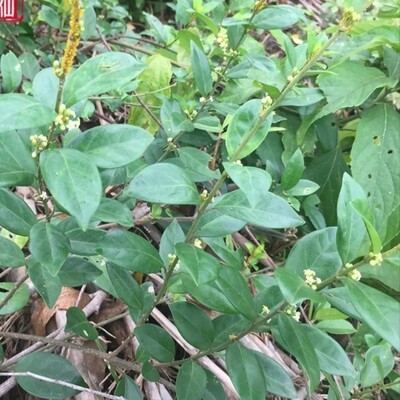 新鲜武靴藤 羊角藤 匙羹藤 金刚藤 蛇天角 小羊角扭藤叶500g