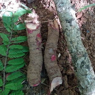 鲜活油柑树根 湿滇橄榄根 生余甘子树根 新鲜余甘子树皮 干货500g