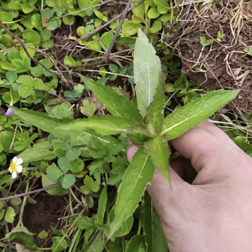 新鲜 旋覆花苗 金钱花 满天星 六月菊