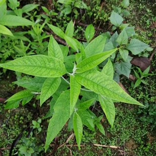 新鲜天然白背枫根 驳骨丹根 独叶埔姜荚叶 醉鱼草纯根500g包邮