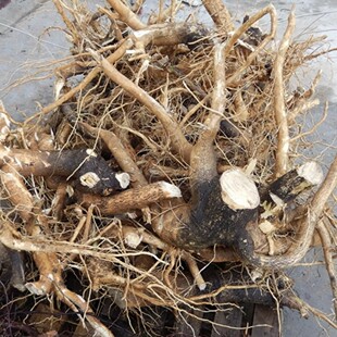 新鲜天然臭椿树根 纯根500g包邮