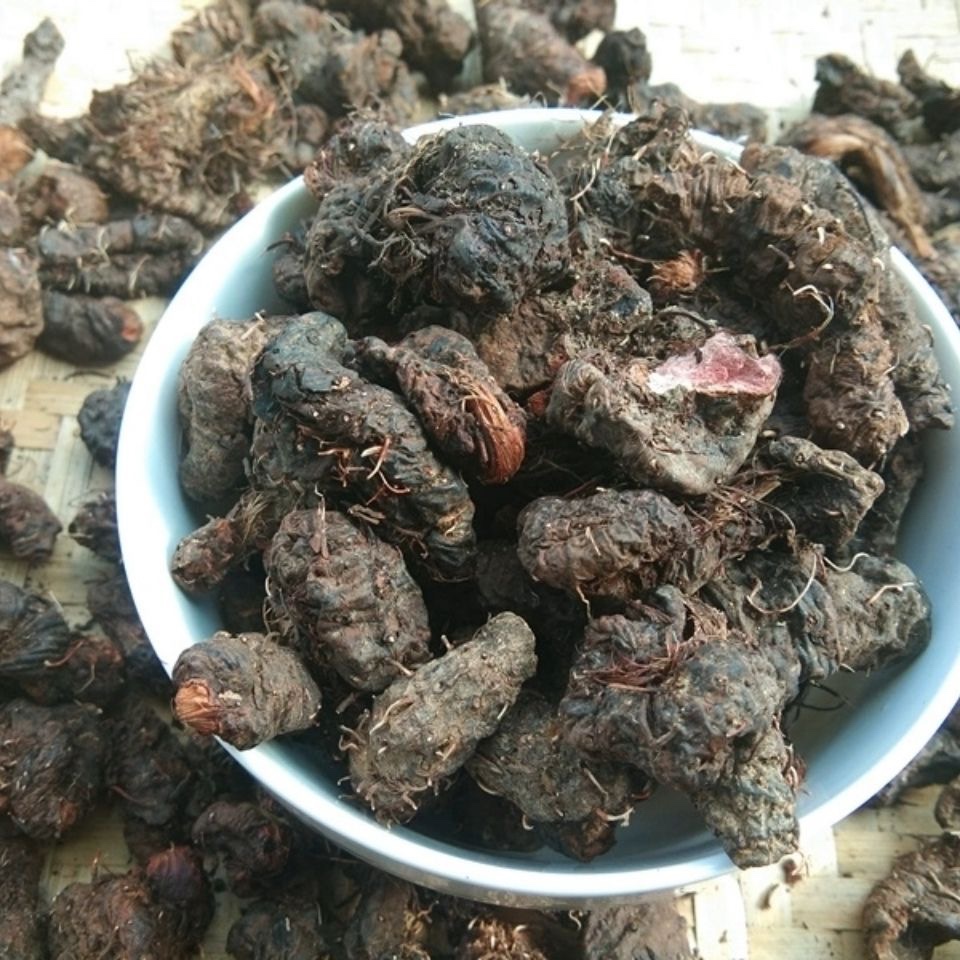 天然青草草血竭拳参地马蜂老腰弓地蜂子一口血纯根干货500g包邮