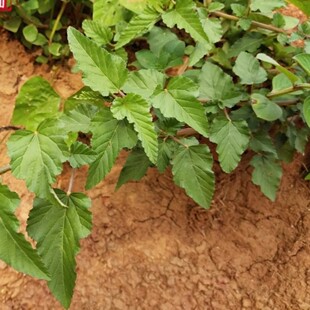 新鲜马松子 全草带根500g包邮